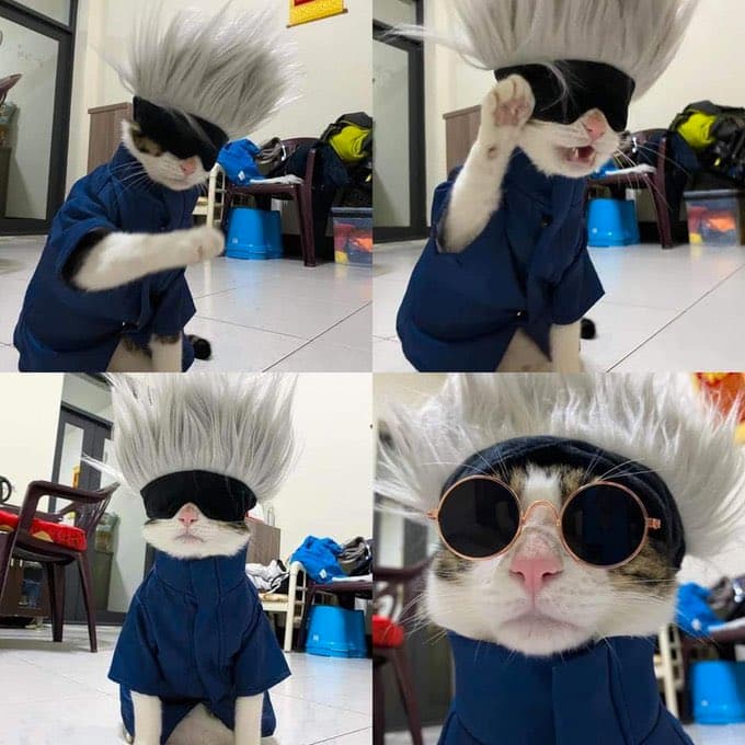 Gojo Cat
